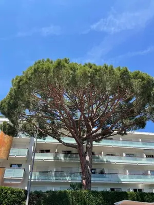 a tree in front of an apartment building at Le Capri - Studio Wifi Californie in Cannes