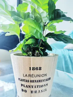 a plant in a pot sitting on a table at Garden Flat in Cannes in Cannes