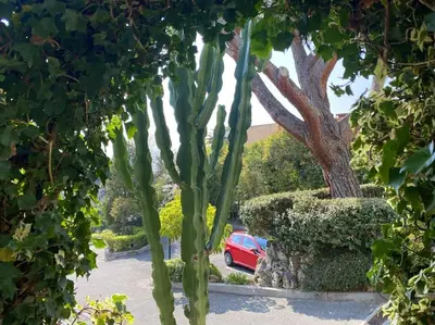 a red car parked in a parking lot next to a tree at The Sun Paradise Dream in Cannes