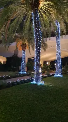 a group of palm trees decorated with christmas lights at jardins croisette PRES CROISETTE in Cannes