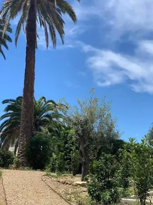 two palm trees and bushes with a blue sky at Cannes 2 pieces de 49 m2 ,piscine. Jardin privatif in Cannes