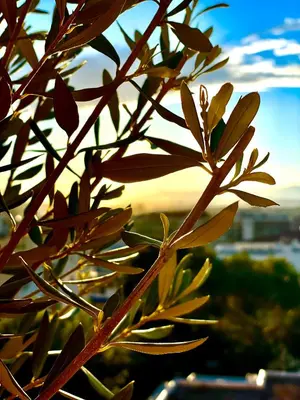 a close up of a tree branch with the sunset in the background at RoofTop Apartement - Quartier Croisette - Esc'Appart in Cannes