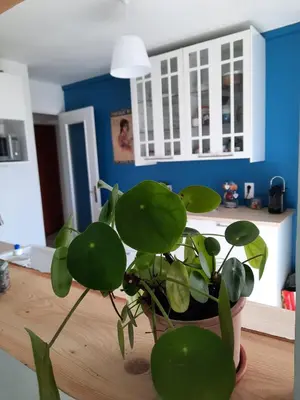 a plant in a pot sitting on a kitchen floor at Appart proche plage avec grand balcon in Cannes