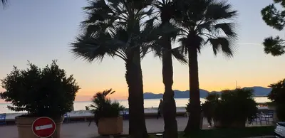 a group of palm trees in front of the ocean at Appartement Cannes centre ville pour congrès ou vacances à 5 min de la Croisette, plage in Cannes