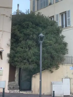 a tree on the side of a building with a street light at Joli Studio sur le Port in Cannes