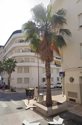 a palm tree in front of a building at Ciel de Cannes in Cannes