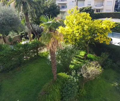 a palm tree with yellow flowers in a yard at Mélodie Garage Gratuit in Cannes