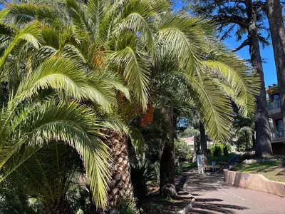 a group of palm trees on a sidewalk at CANNES Appartement Duplex Piscine VUE Mer WIFI PARKING CLIM in Cannes